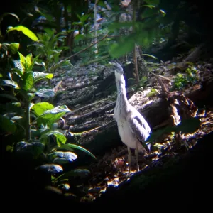 bird1